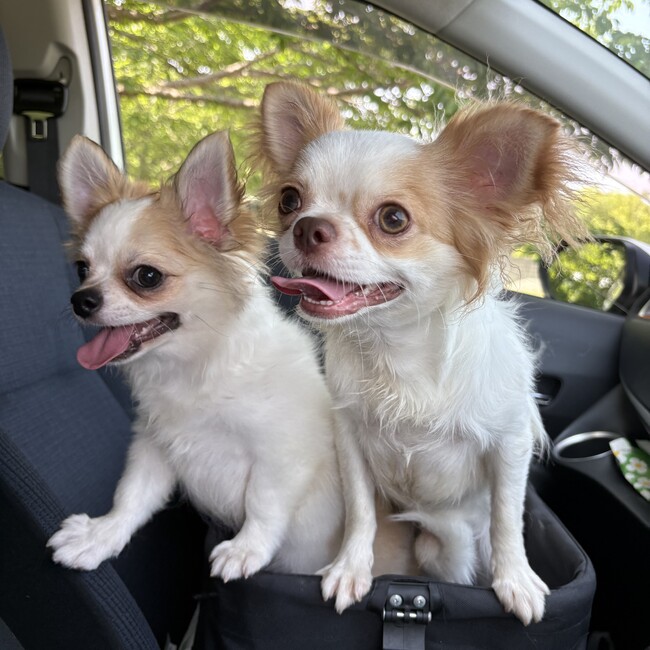 つぶらくんのカバー写真