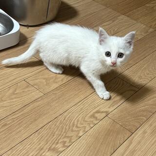 真っ白の子猫のぱぱまま募集！