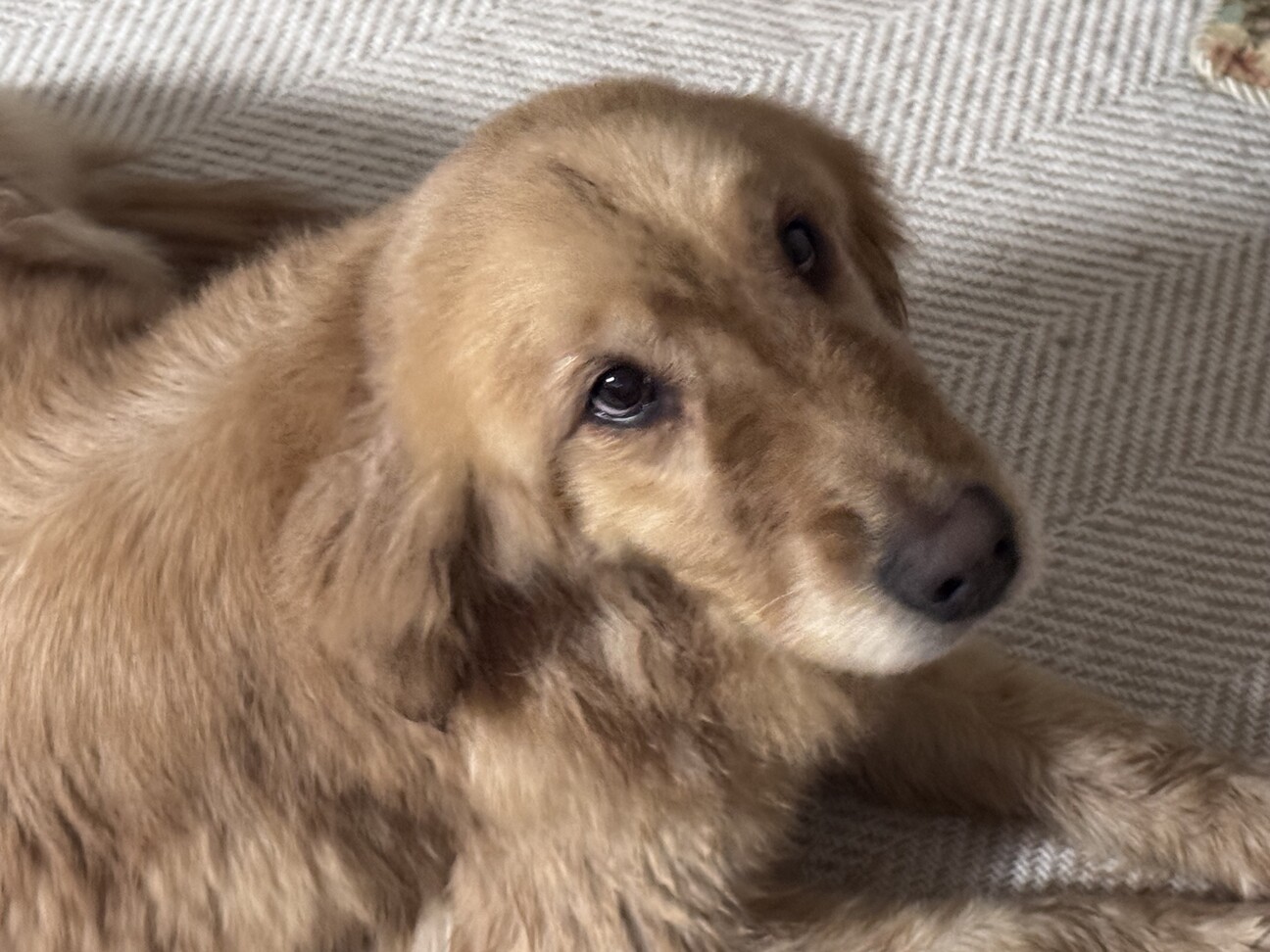 千葉犬様 リクエスト 2点 まとめ商品 ちぃ様 リクエスト 2点 まとめ商品 - メルカリ