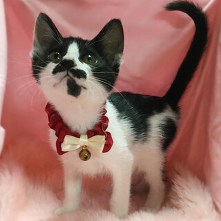 なれなれ♪白黒３兄妹『かぶき君』２ヶ月