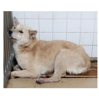 殺処分対象❗️収容期限6/10迄❗️延長なし