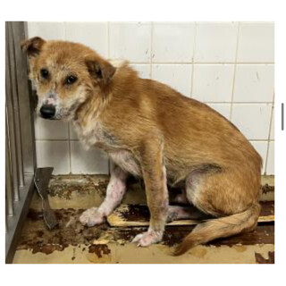 殺処分対象❗️収容期限6/11迄❗️延長なし