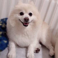 わたあめ