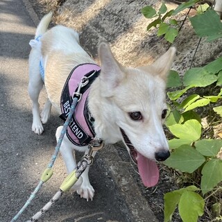 保健所からレスキュー！　おとなしいダイアちゃん！