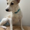 保健所からレスキュー！　おとなしいダイアちゃん！ サムネイル2