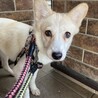保健所からレスキュー！　おとなしいダイアちゃん！ サムネイル3