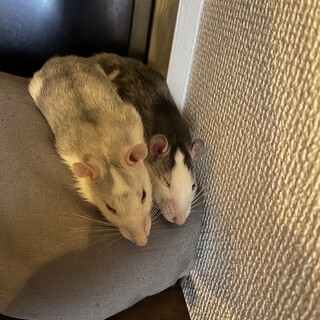 ファンシーラット　グレーハスキーラット