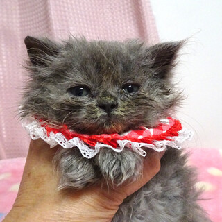 おっとり♪長毛スコティシュ★ココちゃん２カ月弱