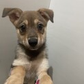 素敵なご縁がありました性格の優しい子犬ちゃん