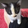 子猫(2〜3ヶ月) 里親決まりました！ サムネイル2