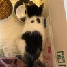 子猫(2〜3ヶ月) 里親決まりました！ サムネイル3