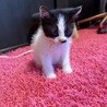 子猫(2〜3ヶ月) 里親決まりました！ サムネイル5