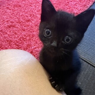 子猫(2〜3ヶ月)  里親決まりました！