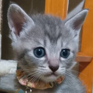 灰色ハイジ (娘)