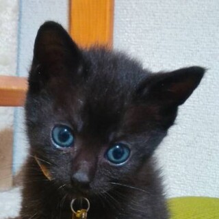 黒猫クララ (娘)