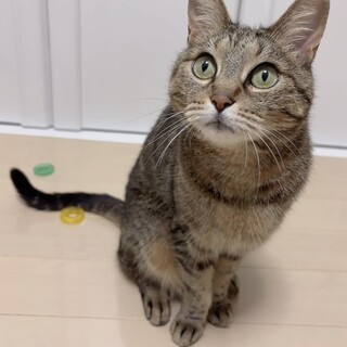 避妊・ワクチン済み！超〜甘えん坊‼︎