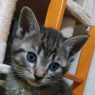 マーブル模様のマール (息子)