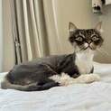 ノルウェージャン⭐︎みこちゃん⭐︎13歳