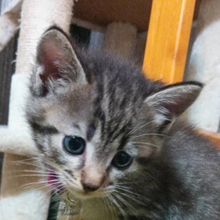 マーブル模様のブール (息子)