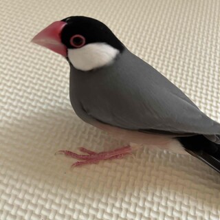 文鳥　メス　３歳