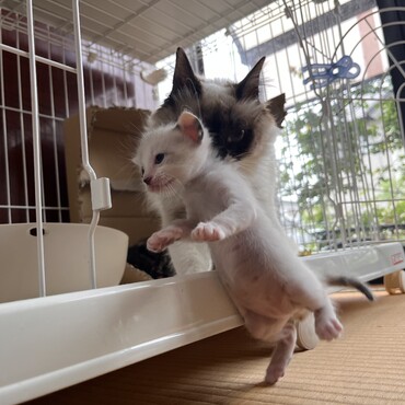 お母さんに運ばれる子猫