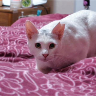 凛とした女の子❤️白玉ちゃん