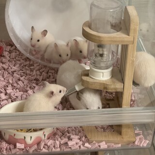 子供ハムスター里親募集