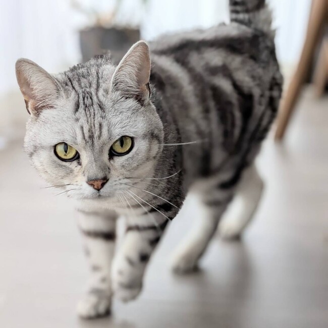 Hamuhamu296052のカバー写真
