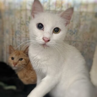 甘えっ子♥オッドアイのラビットちゃん