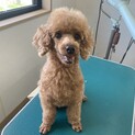 元気なプードル の女の子！