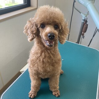 元気なプードル の女の子！