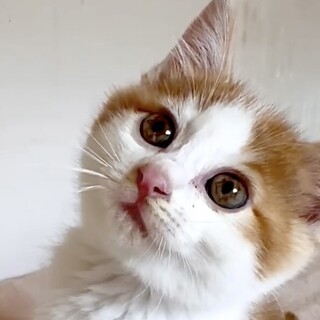 甘えん坊で人懐こい茶白の美少年ララ君