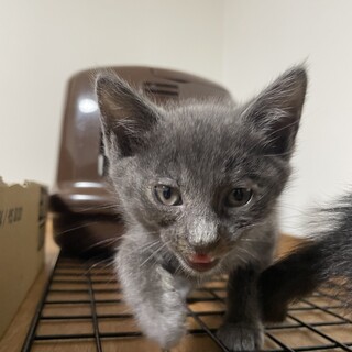 春夏秋冬シリーズ:はるちゃん