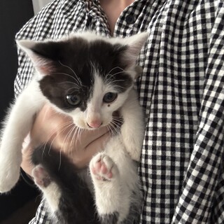 2ヶ月くらいの子猫ちゃん