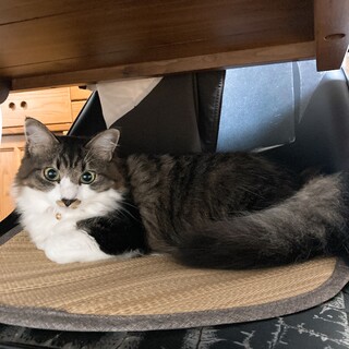 【大人しい】キジトラ5歳ちゃん【長毛ふわふわ】