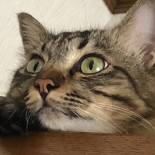 【甘えん坊】キジトラ5歳くん【抱っこ大好き】