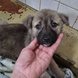 緊急！生後1ケ月の可愛い子犬　6月10日迄