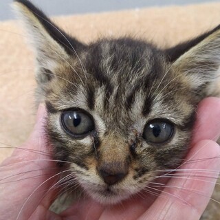 お目目まんまるの可愛いキジの子猫