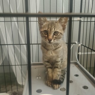 元気いっぱいで寂しがりやです