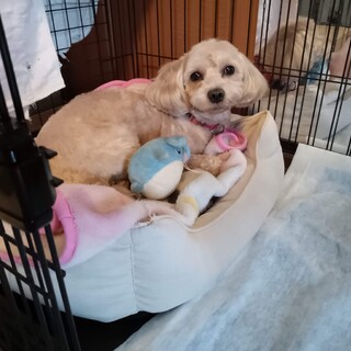 人見知りだけど元気なマルプー♂５歳