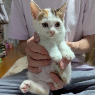 可愛い子猫姉弟⭐️白三毛うめちゃん