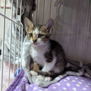 可愛い子猫姉弟⭐️白キジはぴ君