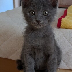 待ちねこ譲渡会　