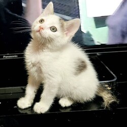 待ちねこ譲渡会　 サムネイル2