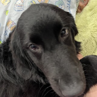 ゴールデンバーニーズ