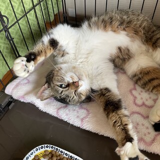 エアーふみふみがかわいいまぁるい猫