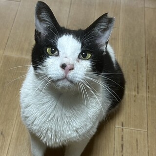 元野良猫ですが、かまってちゃんです