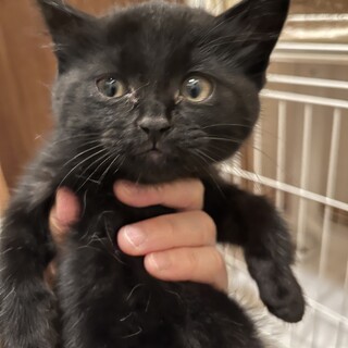 凛々しいクロネコ！