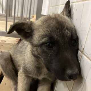 緊急！生後2.５ヶ月くらいの可愛い子犬6/12迄