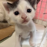 子猫（白黒）
